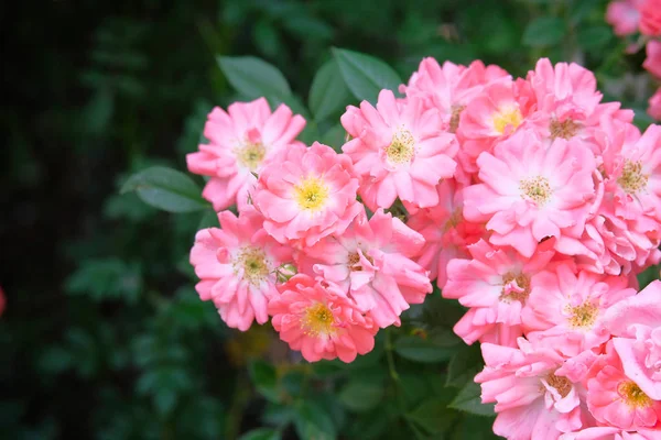 Fondo de rosas en el jardín de flores. Rosa floreciente rosal. Jardín de flores. De cerca. . — Foto de Stock