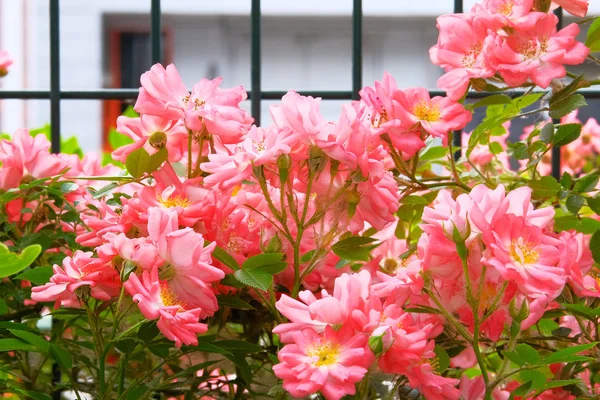 Coral Escalada Rosas (Rosa) em um jardim de campo. Vale de rosas aromáticas. Fechar . — Fotografia de Stock