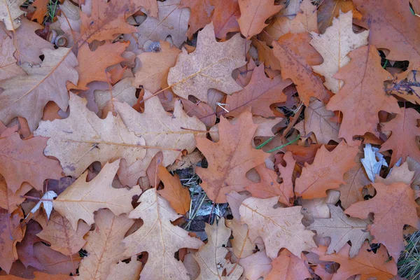 Brown oak leaves. Landscape in forest in late autumn. Top view. — Stock Photo, Image