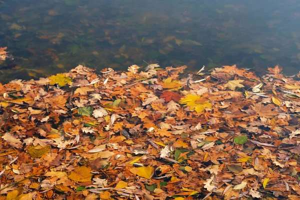 Folhas de laranja de outono na água. Folhas brilhantes caídas na superfície da água. Vista superior . — Fotografia de Stock