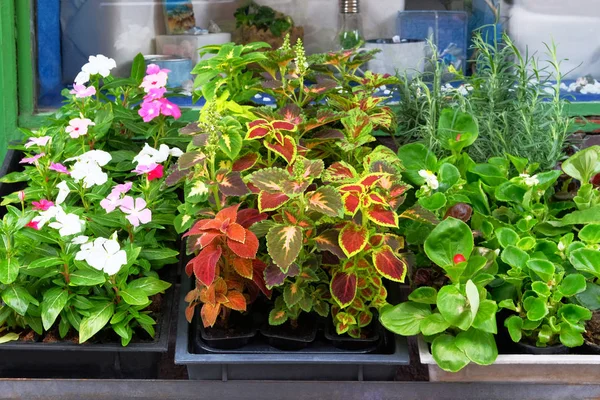 Flower Shop on a city street. Decorative potted plants are for sale. Small business. Flowers delivery.