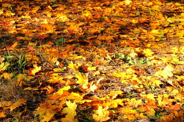 Folhas de outono no chão. Maple, folhagem amarela. Ao ar livre. Paisagem dourada . — Fotografia de Stock