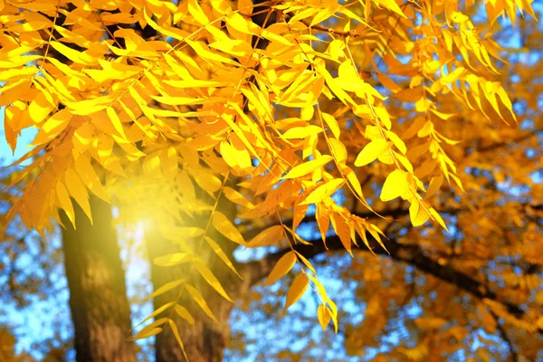 Sunlight in autumn. Yellow autumn leaves. Park in city. Warm weather, sunny day. — Stock Photo, Image