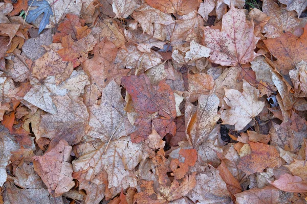 Feuilles d'érable brunes. Automne en forêt. Concept de fond d'automne. Paysage dans le parc municipal en novembre . — Photo