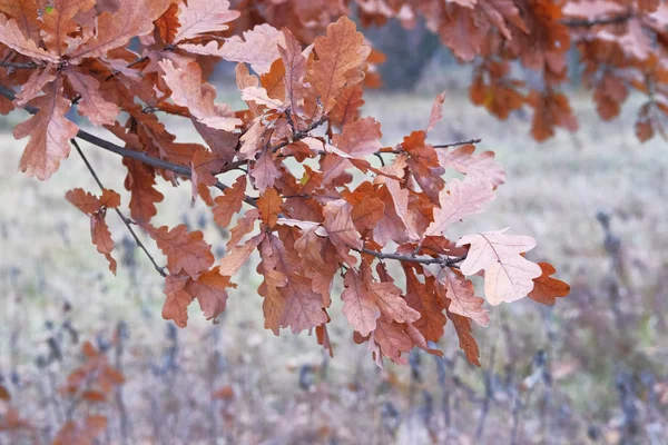 Foglie di quercia marrone. Fine autunno nella foresta. Paesaggio nel parco cittadino a novembre . — Foto Stock