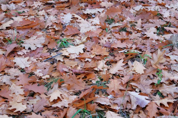 Feuilles de chêne brun. Paysage en forêt à la fin de l'automne, temps chaud. Vue du dessus . — Photo