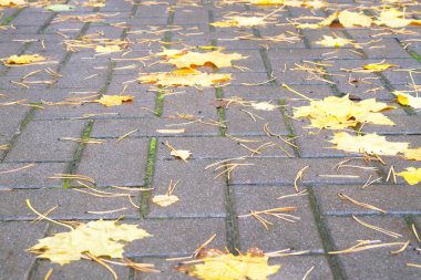 Şehir yağmurlu havalarda yaya kaldırımında Sonbahar sarı akçaağaç bırakır. Ekim ayında şehir parkında Manzara.