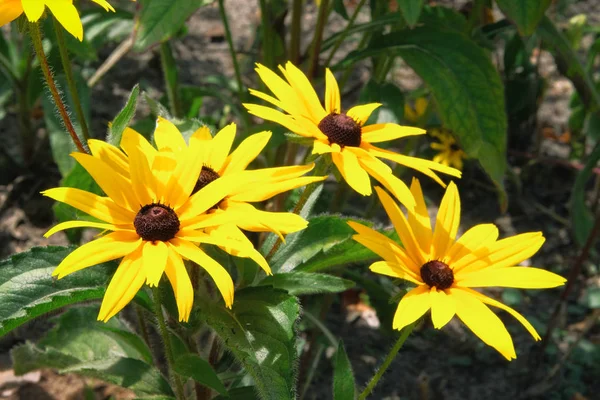 Yellow Echinacea flower on green nature background, close up. Bright orange coneflower in meadow. — Stock Photo, Image