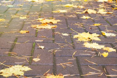 Altın Sonbahar yaprakları. Sonbahar sarı Akçaağacın şehir güneşli havalarda kaldırım yaprakları. Ekim ayında şehir parkında peyzaj.