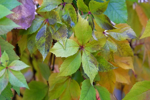 Feuilles vertes d'automne de raisins sauvages grimpants sur la clôture de la ville. Septembre, octobre, novembre. Journée ensoleillée, temps chaud . — Photo