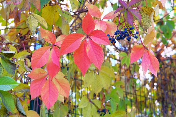 Feuilles d'automne de raisins sauvages grimpants sur la clôture de la ville. Feuilles lumineuses tombées sur le parc de la ville . — Photo