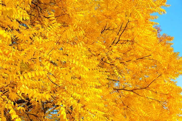 Gula löv på träd under höstsäsongen. För bakgrund och text. City Autumn Park. September, oktober, november. — Stockfoto