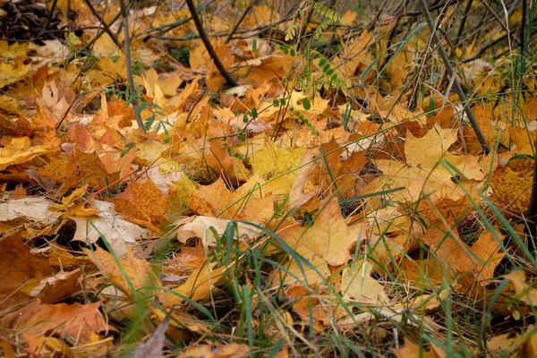 Gelbe und grüne Ahornblätter Hintergrund. Herbstblätter an der Sonne. Stadtherbstpark. September, Oktober, November. — Stockfoto