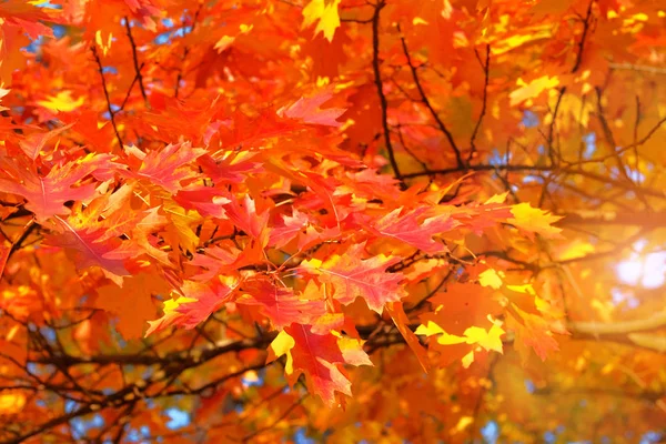 Oak red foliage. Leaves in nature, autumn. Sunny day, warm weather. Sunlight. — Stock Photo, Image