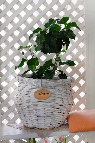 Γλάστρα σε λευκό ξύλινο ράφι. Διακοσμητική γλάστρα με φυτό. Τροπικό πράσινο φυτό στο φωτεινό δωμάτιο. — Φωτογραφία Αρχείου