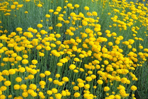 Helichrysum цветы на зеленой природе размыты фон в солнечный день. Яркие желтые цветы для травяной медицины. Лекарственная трава . — стоковое фото