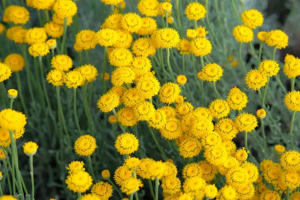 Helichrysum çiçekler ve yeşil doğa üzerinde arı bulanık arka plan. Bitkisel ilaç için sarı çiçekler. Şifalı bitki.
