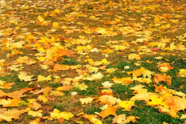 Sonbahar yaprakları yeşil çimenlerde. Şehirde park edin. Akçaağaç, sarı yapraklar. Güneş ışığı.