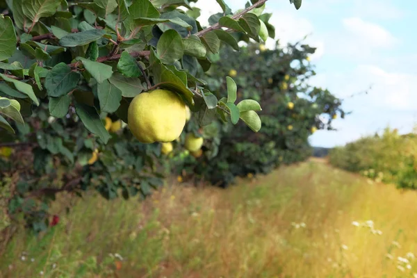 Frutos maduros de marmelo no berçário. Maçãs de marmelo amarelas orgânicas na árvore. Colheita no outono. Dia ensolarado. Fechar . — Fotografia de Stock