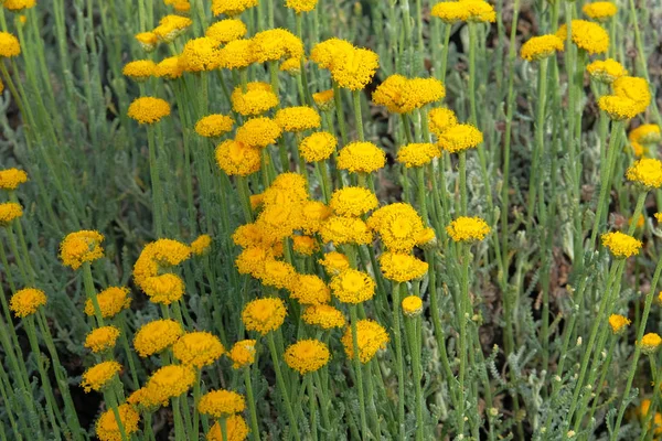 Helichrysum flores na natureza verde desfocado fundo. Flores amarelas de herbalism em prado. Ervas medicinais . — Fotografia de Stock