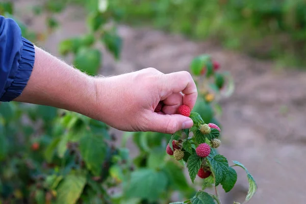 Handen plukken zoete framboos, Berry oogst. Werknemer op de frambozen plantage. Gezond eten. Sappige en rijpe rode bes. — Stockfoto