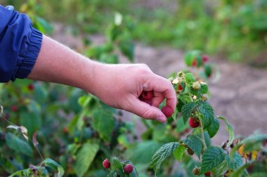 Eller tatlı ahududu, dut hasadı topluyor. Ahududu tarlasında çalışan işçi. Sağlıklı beslenme. Yetiştirme, bahçecilik, hasat.