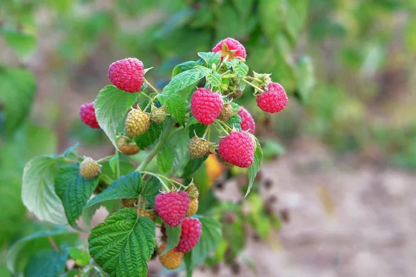 Frambozen in de tuin. Rode zoete bessen groeien op frambozenstruik in de tuin. Teelt, tuinieren, oogst. Gezond eten. Sappige en rijpe rode bes. — Stockfoto