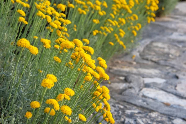 Κίτρινα λουλούδια για την καλλιέργεια του βοσκου στο λιβάδι. Τα λουλούδια στο πράσινο φυσικό φόντο. Κοντινό. — Φωτογραφία Αρχείου