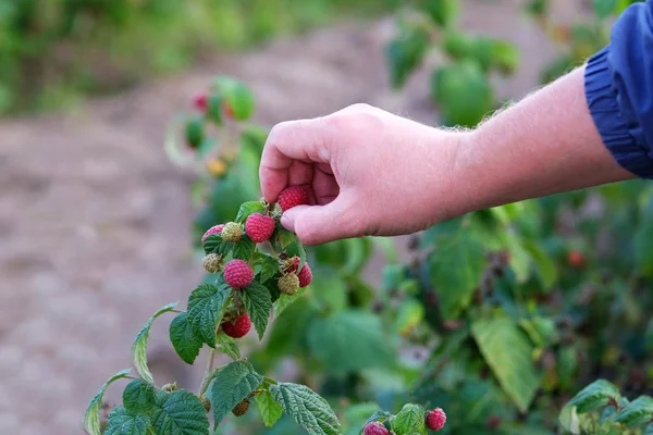 Handen plukken zoete framboos. Berry oogst in het herfst seizoen. Werknemer in werk op framboos plantage. — Stockfoto