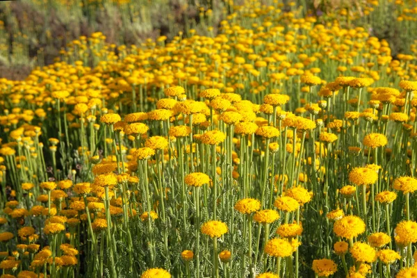 Helichrysum цветы на зеленой природе размыты фон. Много желтых ароматических цветов для травянистости на лугу. Лекарственная трава . — стоковое фото