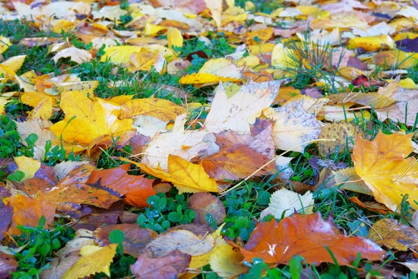 Folhas de outono na grama. Estaciona na cidade. Maple, folhagem amarela. Folhagem colorida. Luz solar . — Fotografia de Stock