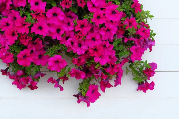 Fleurs de pétunia violet et violet en fond de bois blanc. Fleurs décoratives pour parc de la ville. Fond d'écran fleurs pétunia lumineux . — Photo