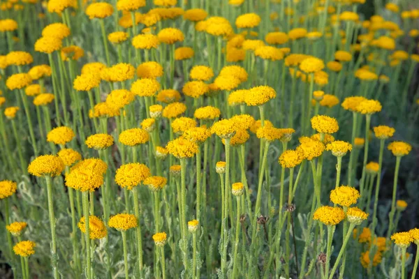 Helichrysum blommor på grön natur suddig bakgrund. Gula blommor för Herbalism odling i äng. Medicinal växt. — Stockfoto