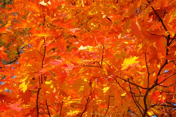 Orange leaves in nature. Oak red foliage. Fall forest. Autumn picturesque sunny day. Sunlight. — Stock Photo, Image