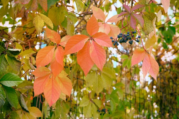 Feuilles d'automne de raisins sauvages grimpants sur la clôture de la ville. Feuilles lumineuses tombées sur le parc de la ville. Paysage d'automne . — Photo