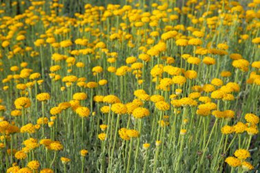 Yeşil doğa üzerinde Helichrysum çiçekler bulanık arka plan. Çayırda bitkicilik için sarı aromatik çiçekler. Şifalı bitki.