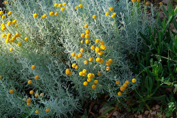 Gele Bloemen Voor Herbalisme Medicinale Kruid Helichrysum Bloemen Groene Natuur — Stockfoto