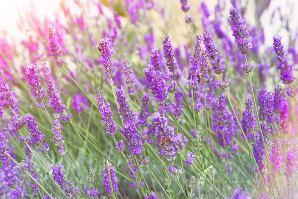 Flores Roxas Lavanda Fundo Desfocado Natureza Verde Violeta Lavandula Prado — Fotografia de Stock