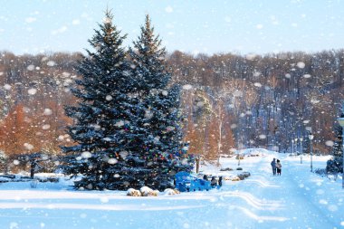 Noel ağaçları açık havada dekore edilmiştir. Dekore Edilmiş Noel ağaçlarının yakınında kış parkında yürüyen genç çift. Karlı hava.