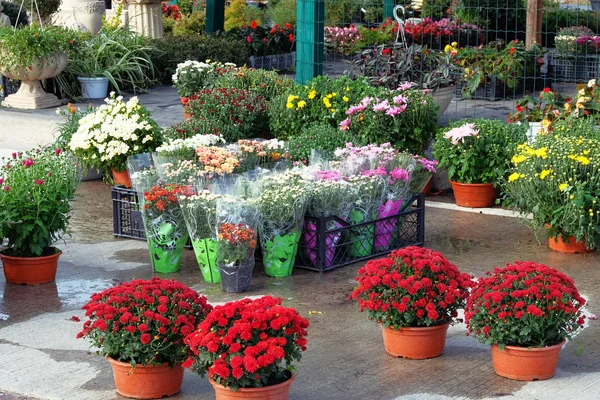 Dekoratif saksı bitkileri satılıktır. Çiçekli bahçe dükkanı. Bahçe mağazasında tencerede hrysanthemums ile çalılar ve buketleri. Çiçek teslimatı.