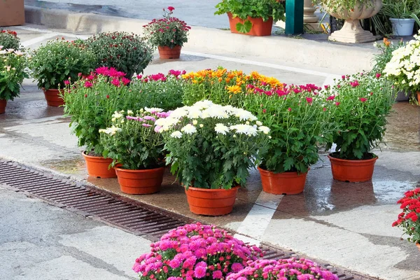 Garden shop with flowers. Bushes with purple and red hrysanthemums in pots in garden store. Decorative potted plants are for sale. Flowers delivery.