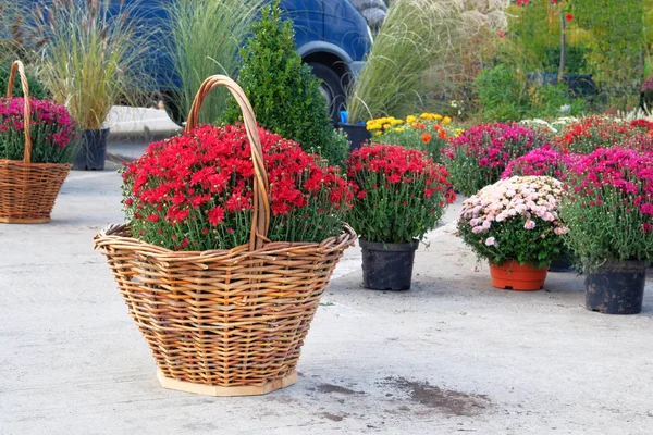Garden shop with flowers. Bushes with purple and red hrysanthemums in pots in garden store. Nursery of plants and flowers for gardening and decoration.