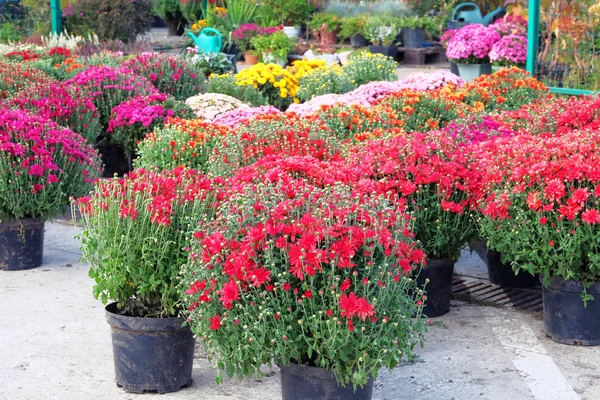 Garden shop with flowers. Bushes with purple and red hrysanthemums in pots in garden store. Nursery of plant and trees for gardening.