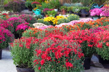 Saksılı hrysanthemums. Çiçekli bahçe pazarı. Bahçe mağazasında tencerede hrysanthemums ile Çalılar. Bahçe ve dekorasyon için bitki Fidanlığı.