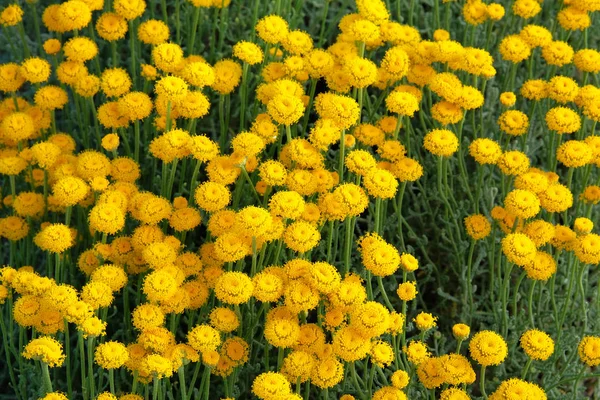 Helichrysum Цветы Зеленом Фоне Природы Желтые Цветы Травяной Аптеки Лекарственная — стоковое фото