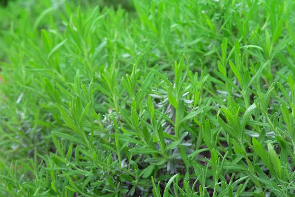 Erba Fresca Rosmarino Crescono All Aperto Rosemary Perde Natura Aroma — Foto Stock