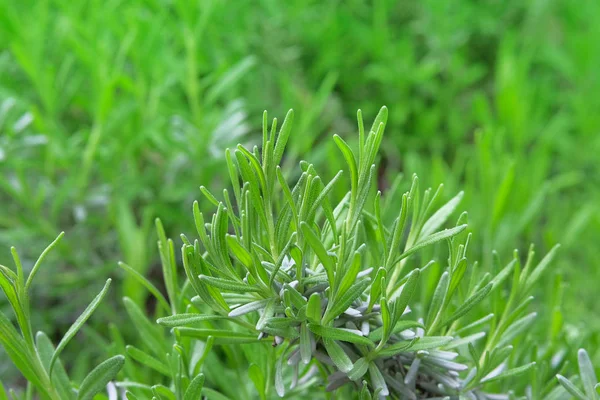 Biberiye bahçesi. Taze organik tatlandırıcı bitkiler yetişiyor. Yemek pişirmek için baharatlar. Yeşil aromalı bitkiler dışarıda yetişir..