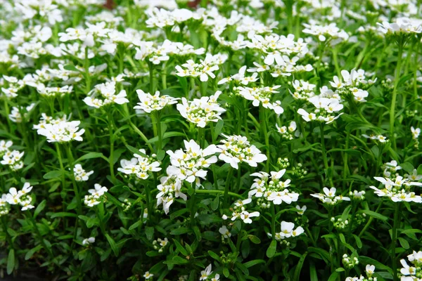 Alyssum Medicinal Plant Used Groundcover Landscape Design White Flowers Alyssum — Stock Photo, Image