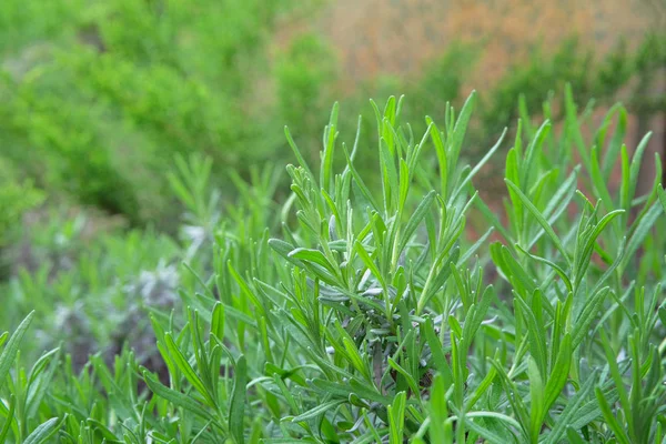 Ogród Ziołowy Rosemary Rosemary Wychodzi Zbliżenie Rośnie Ekologiczna Roślina Aromatyczna — Zdjęcie stockowe