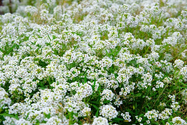 Αλίσουμ Άνθη Alyssum Λουλούδια Lobularia Maritima Κοντά Σχέδιο Λουλουδιού Άνοιξη — Φωτογραφία Αρχείου